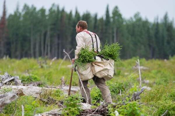 Reforestation Reforestation Business