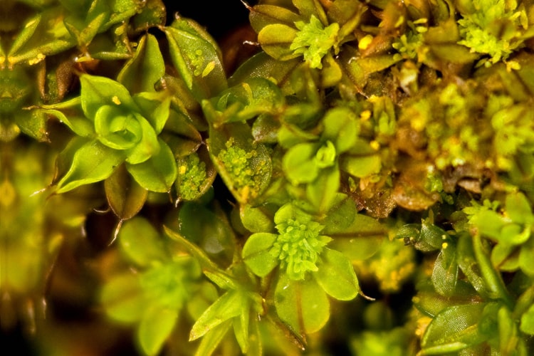 Syntrichia-papillosa-moss-propagation-gemmae