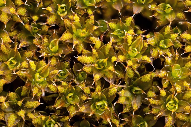 Syntrichia-papillosa-moss-propagation-gemmae