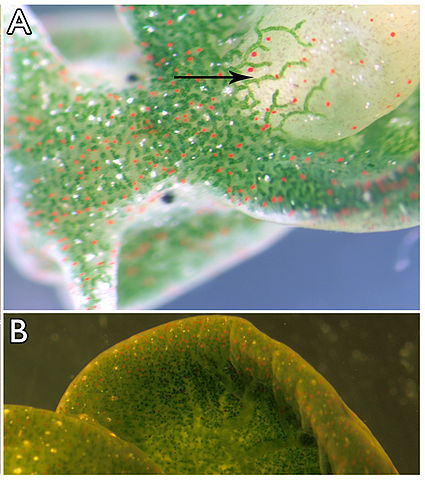 Eastern Emerald Elysia (Elysia chlorotica) details