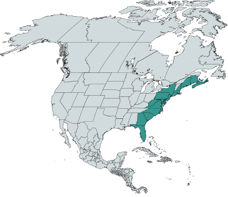 Eastern Emerald Elysia Habitat Range