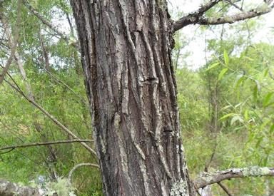 How to Identify & Propagate Black Willow (Salix nigra) Bark