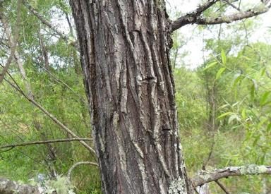 How to Identify & Propagate Black Willow (Salix nigra) Bark