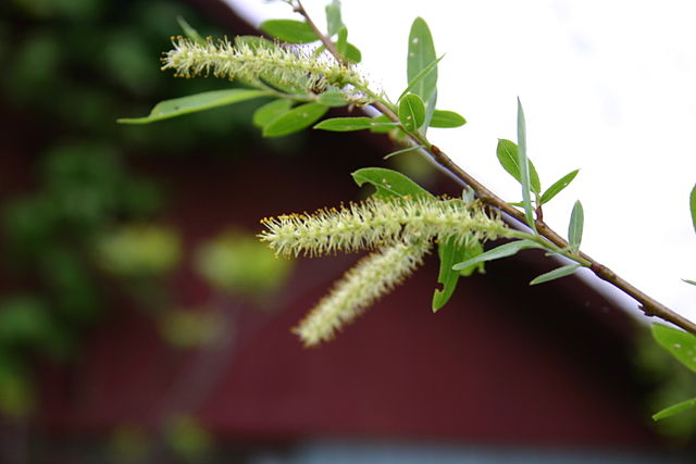 How to Identify & Propagate Black Willow (Salix nigra) Catkins