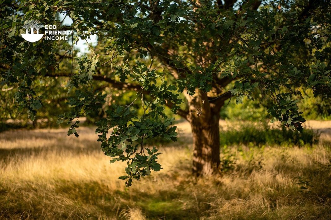 How to Identify & Propagate Common Oak (Quercus robur)