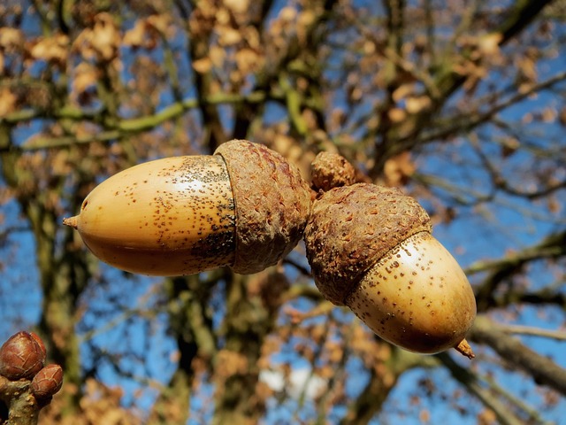 How to Identify & Propagate Common Oak (Quercus robur) Fruit 1