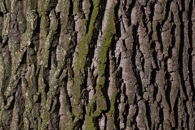 How to Identify & Propagate Common Oak (Quercus robur) bark