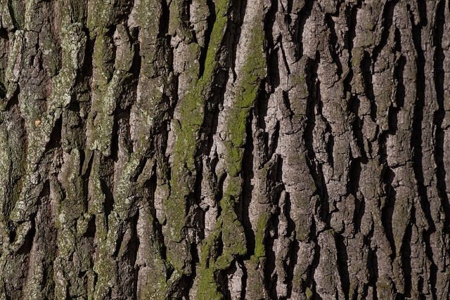 How to Identify & Propagate Common Oak (Quercus robur) bark