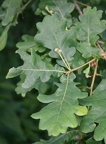 How to Identify & Propagate Common Oak (Quercus robur) leaf