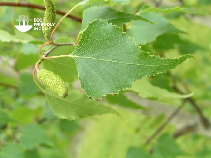 How to Identify & Propagate Gray Birch (Betula populifolia) (1)