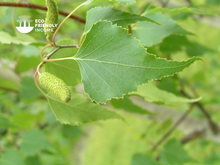 How to Identify & Propagate Gray Birch (Betula populifolia)