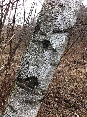 How to Identify & Propagate Gray Birch (Betula populifolia) Bark