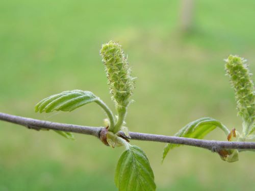 How to Identify & Propagate Gray Birch (Betula populifolia) Flower