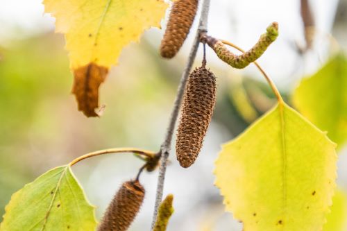 How-to-Identify-Propagate-Gray-Birch-Betula-populifolia-Seed