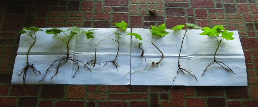 How to Identify & Propagate Norway Maple Acer Platanoides cuttings