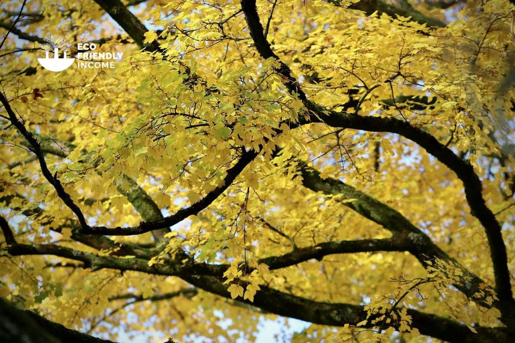 How to Identify & Propagate Norway Maple (Acer platanoides)