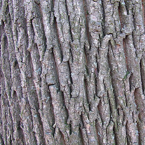 How to Identify & Propagate Norway Maple (Acer platanoides) Bark