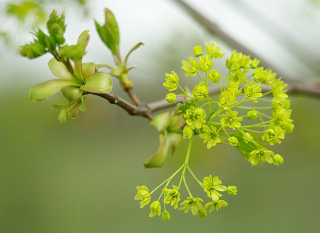How to Identify & Propagate Norway Maple (Acer platanoides) Flower