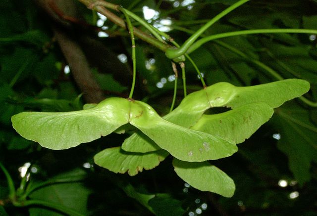 How to Identify & Propagate Norway Maple (Acer platanoides) Seeds