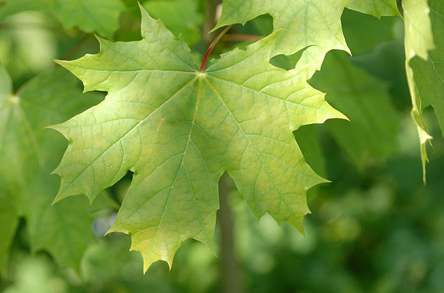 How to Identify & Propagate Norway Maple (Acer platanoides) leaf