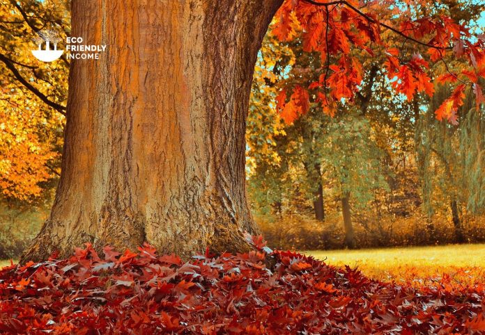 How to Identify & Propagate Red Oak (Quercus rubra) (1) How to Identify & Propagate Red Oak (Quercus rubra) (1)