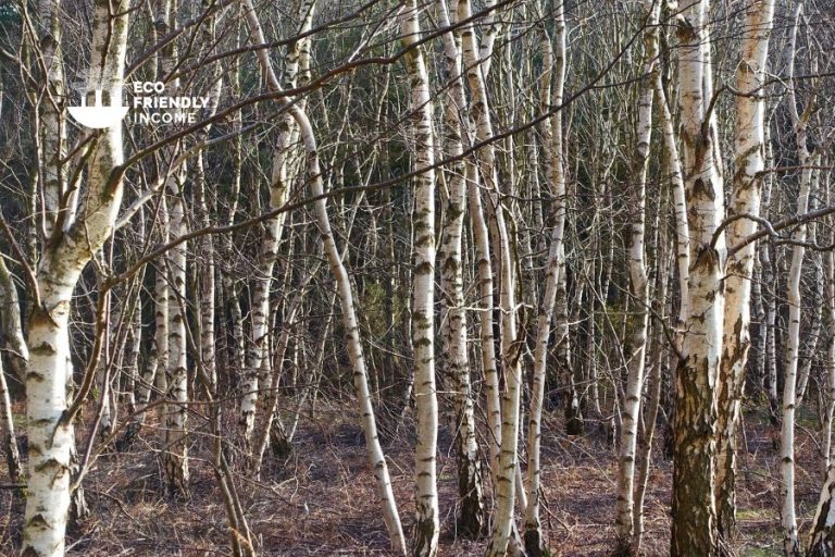 How to Identify & Propagate Silver Birch (Betula pendula) (1)