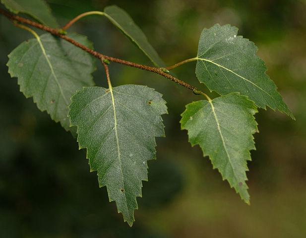 How to Identify & Propagate Silver Birch (Betula pendula) Leaf