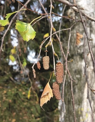 How to Identify & Propagate Silver Birch (Betula pendula) Seeds-min