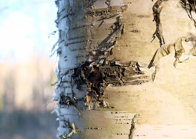 How to Identify & Propagate Silver Birch (Betula pendula) bark