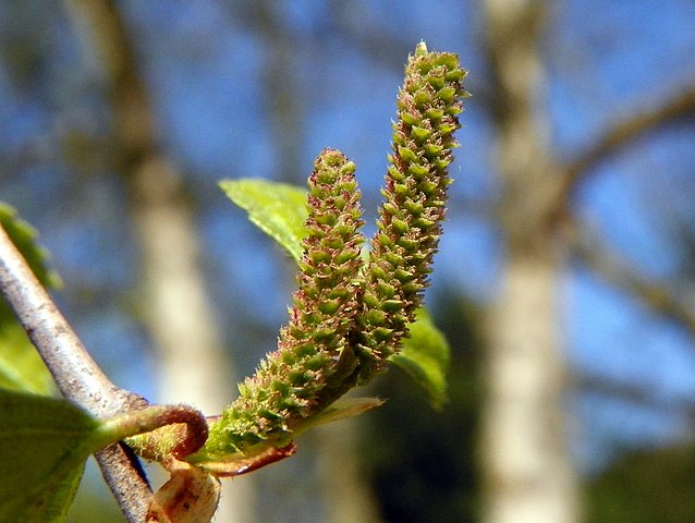 How to Identify & Propagate Silver Birch (Betula pendula) catkins