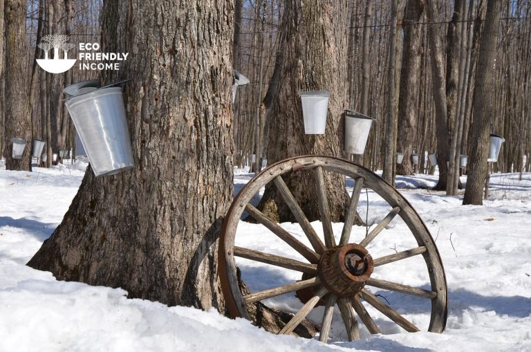 How to Identify & Propagate Sugar Maple (Acer saccharum) (1)