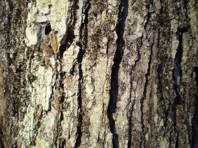 How to Identify & Propagate Sugar Maple (Acer saccharum) Bark