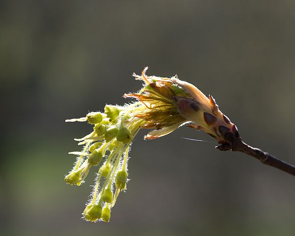 How to Identify & Propagate Sugar Maple (Acer saccharum) Flower