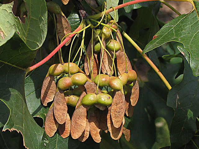 How to Identify & Propagate Sugar Maple (Acer saccharum) Seed