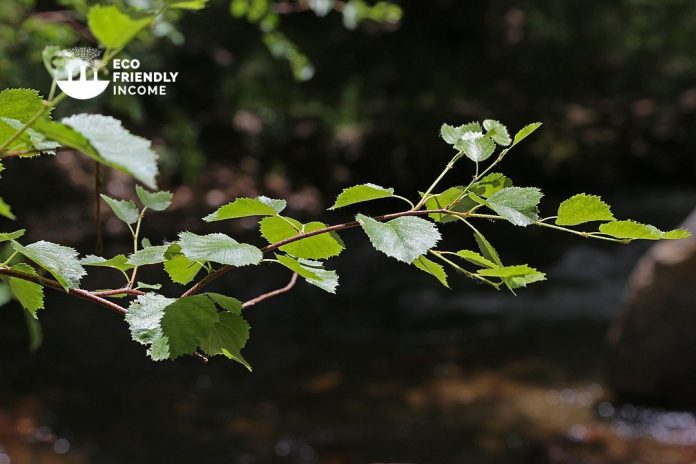 How to Identify & Propagate Water Birch (Betula occidentalis) (1)