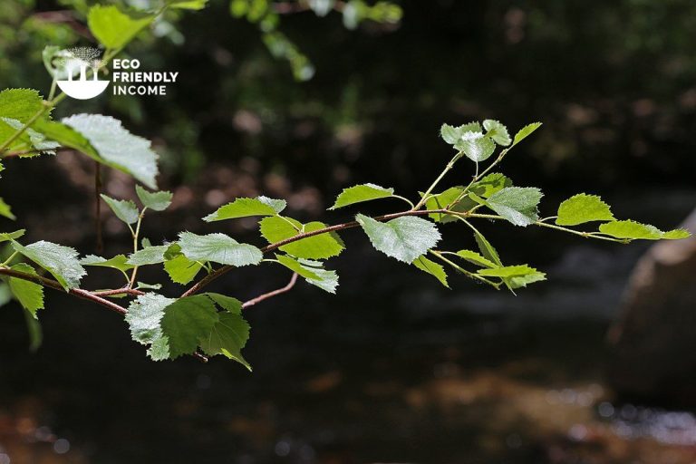 How to Identify & Propagate Water Birch (Betula occidentalis)