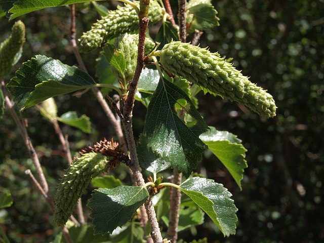 Betula occidentalis infructescences and leaves