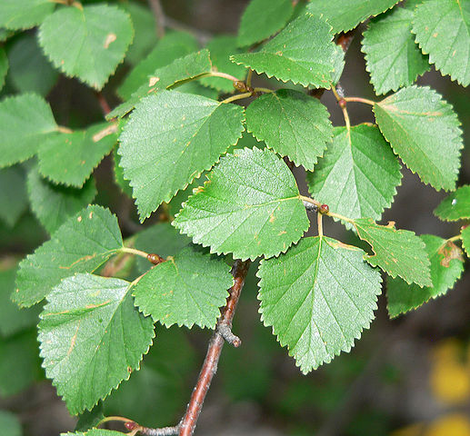 How to Identify & Propagate Water Birch (Betula occidentalis) leaf