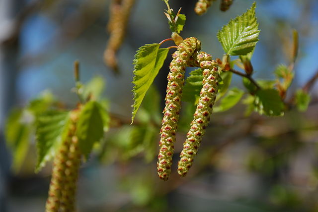 How to Identify & Propagate Water Birch (Betula occidentalis) seed