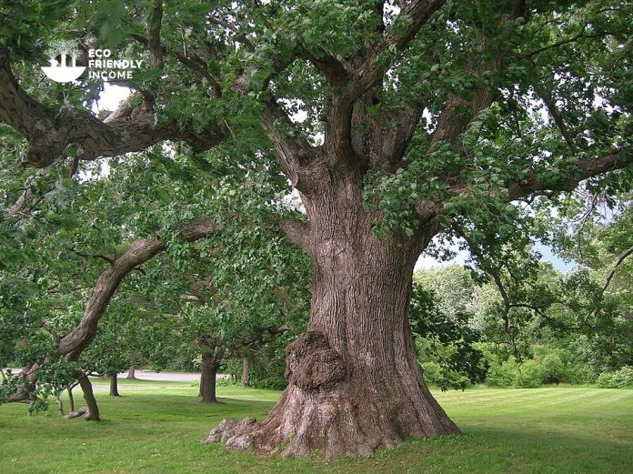 How to Identify & Propagate White Oak (Quercus alba) (1)