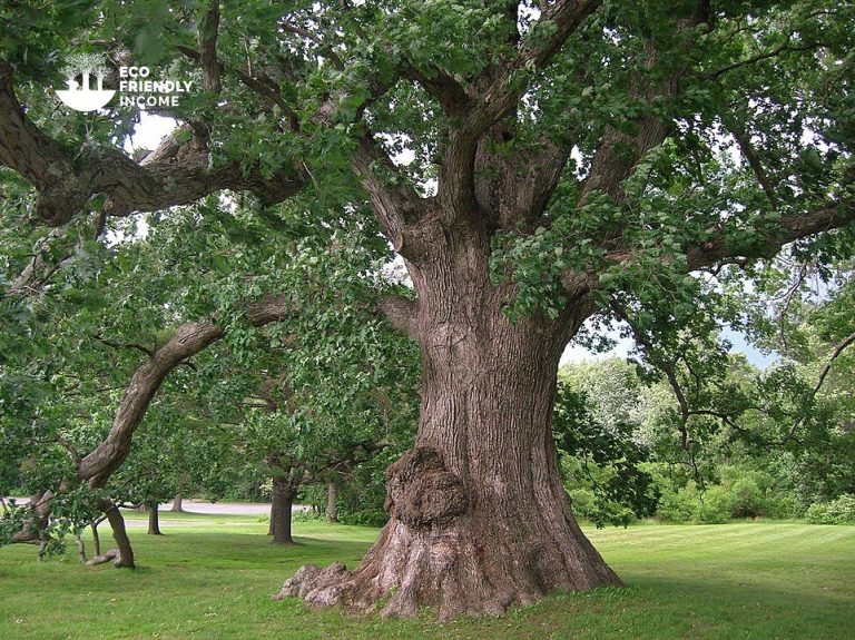 How to Identify & Propagate White Oak (Quercus alba)