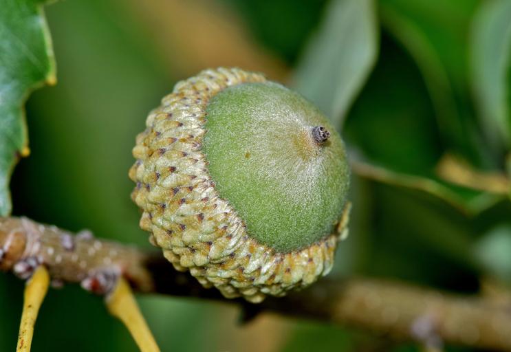 How to Identify & Propagate White Oak (Quercus alba) acorn