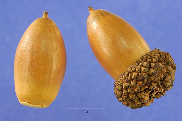 How to Identify & Propagate White Oak (Quercus alba) acorn seed