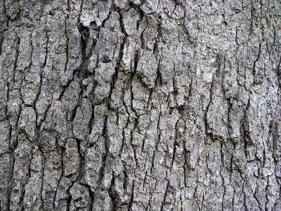 How to Identify & Propagate White Oak (Quercus alba) bark