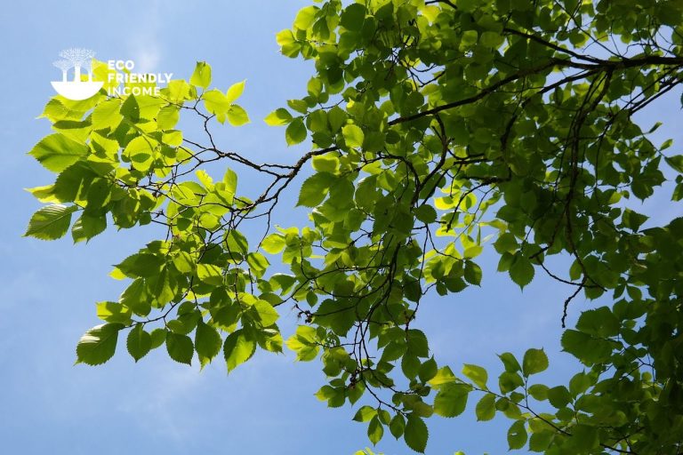 How to Identify & Propagate Wych Elm (Ulmus glabra)