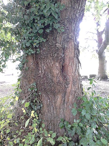 How to Identify & Propagate Wych Elm (Ulmus glabra)