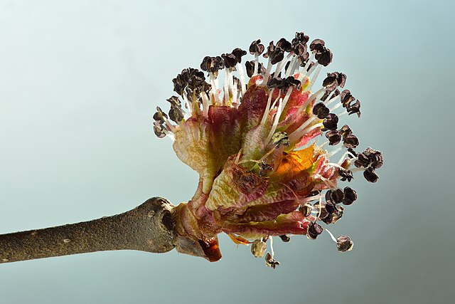 How-to-Identify-Propagate-Wych-Elm-Ulmus-glabra-Flower