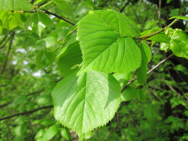 How to Identify & Propagate Wych Elm (Ulmus glabra) Leaf