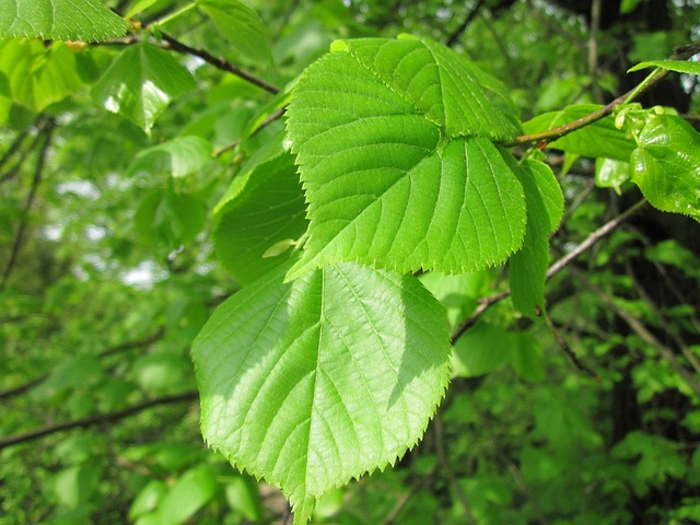 Wych Elm, Winter Twig - Ulmus glabra