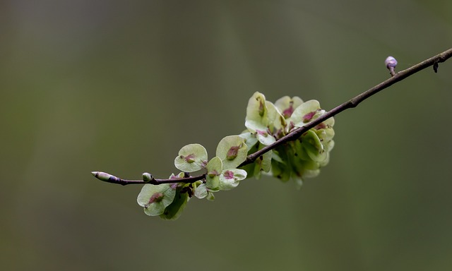 How to Identify & Propagate Wych Elm (Ulmus glabra) Seed